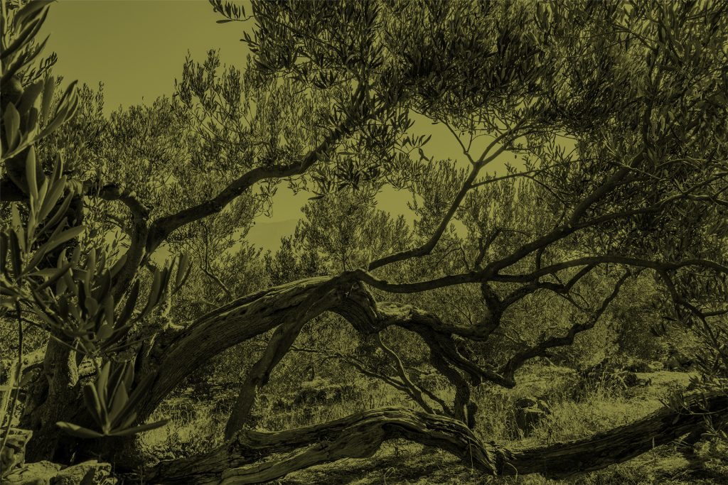 Oblica